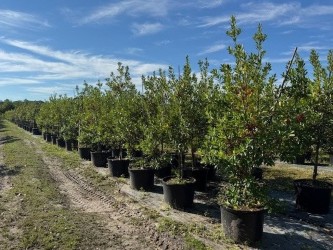 ilex-cassine-dahoon-holly-cassine-holly