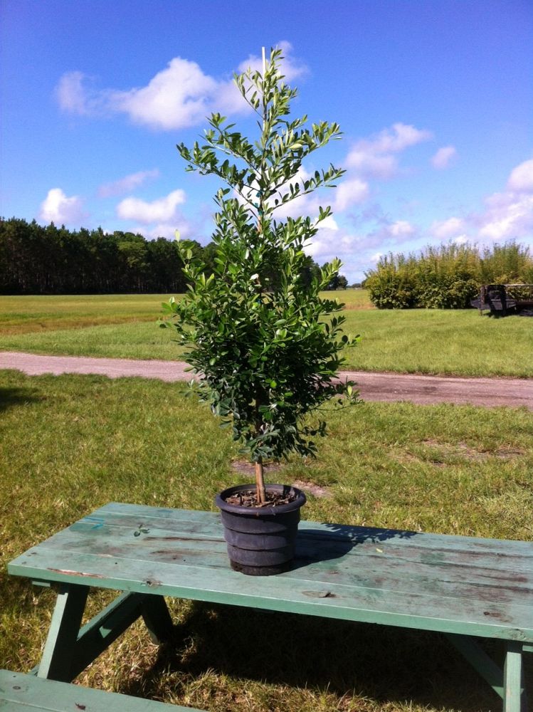 ilex-cassine-tensaw-dahoon-holly-cassine-holly