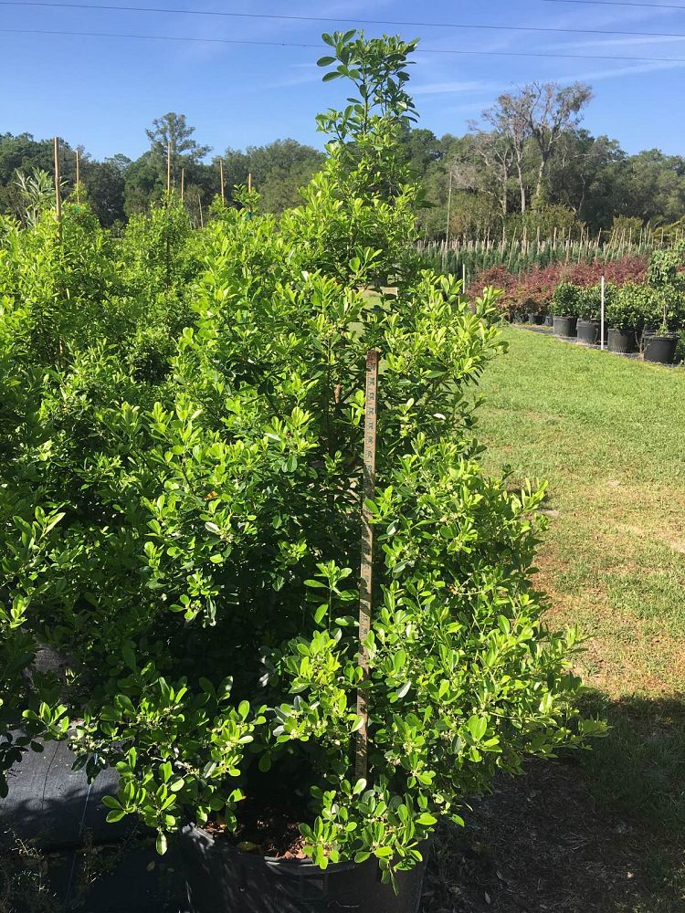 ilex-cassine-tensaw-dahoon-holly-cassine-holly