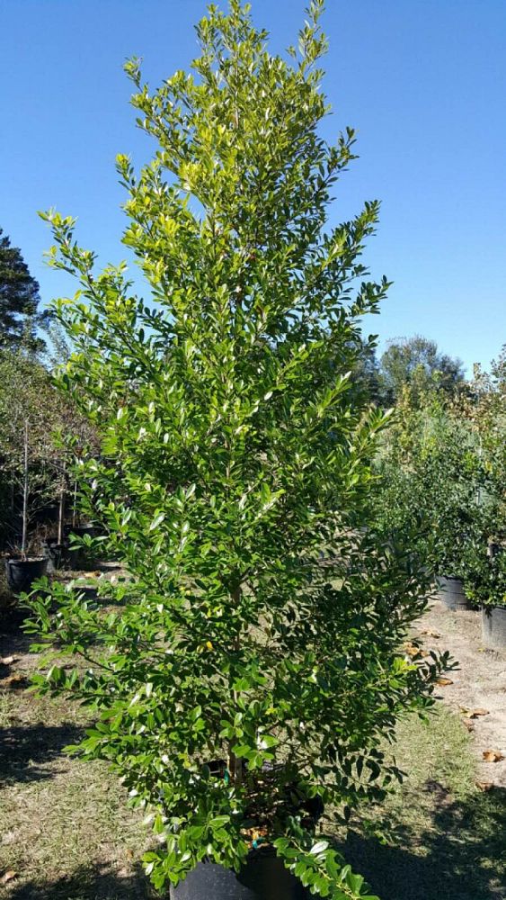 ilex-cassine-tensaw-dahoon-holly-cassine-holly