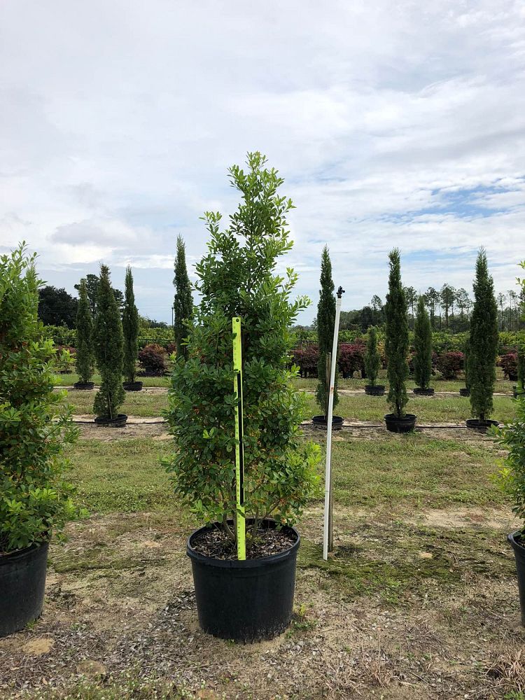 ilex-cassine-tensaw-dahoon-holly-cassine-holly