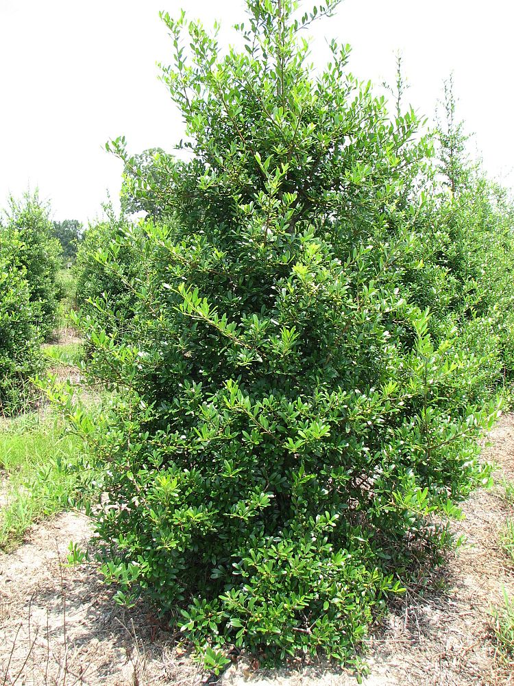 ilex-cassine-tensaw-dahoon-holly-cassine-holly