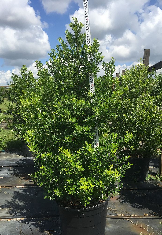 ilex-cassine-tensaw-dahoon-holly-cassine-holly
