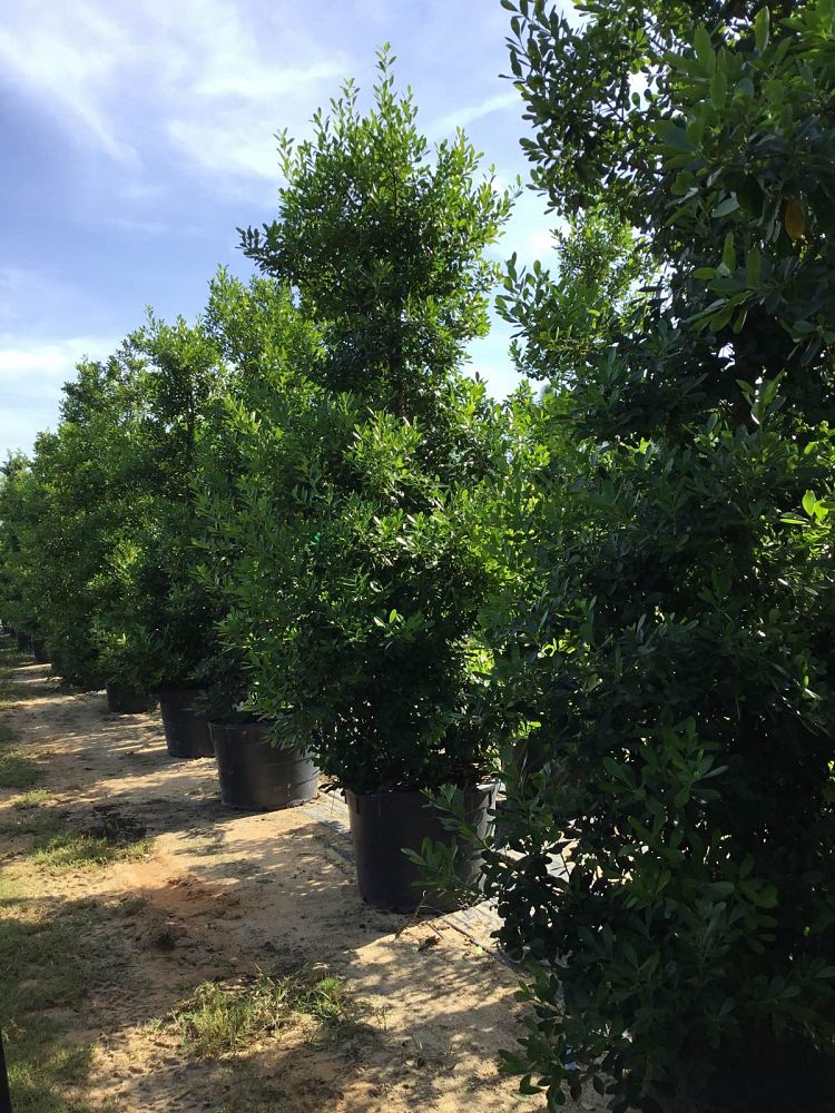 ilex-cassine-tensaw-dahoon-holly-cassine-holly