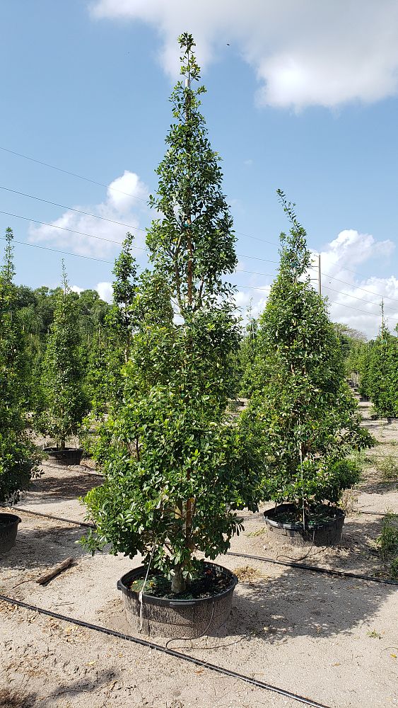 ilex-cassine-tensaw-dahoon-holly-cassine-holly