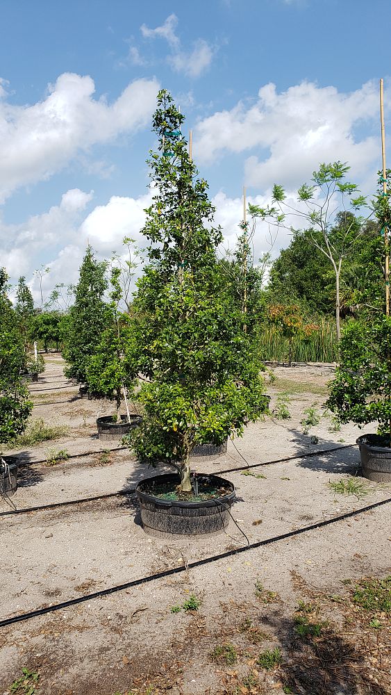 ilex-cassine-tensaw-dahoon-holly-cassine-holly