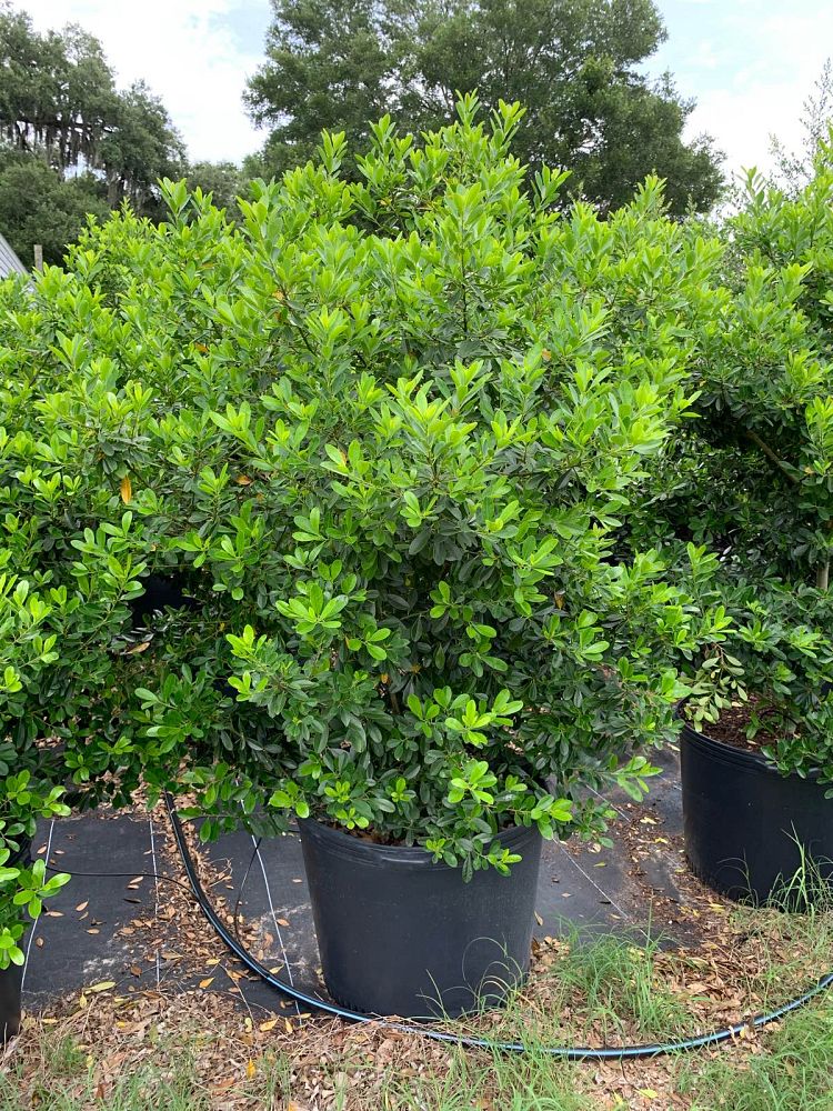 ilex-cassine-tensaw-dahoon-holly-cassine-holly