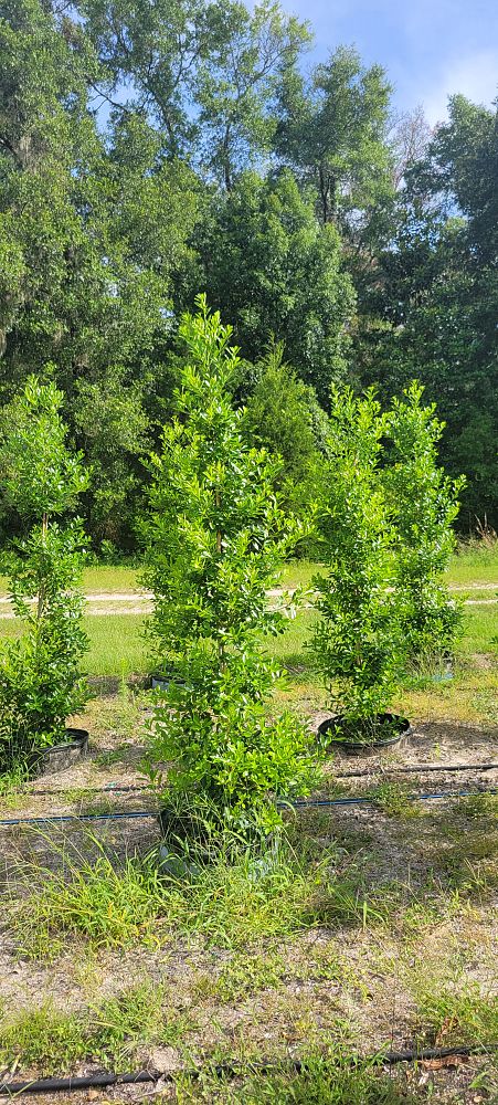 ilex-cassine-tensaw-dahoon-holly-cassine-holly