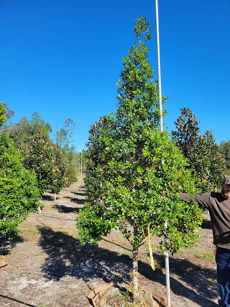 ilex-cassine-tensaw-dahoon-holly-cassine-holly