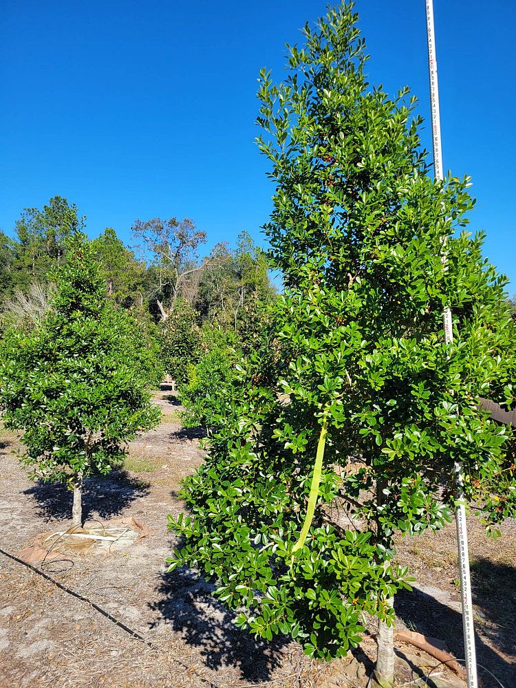 ilex-cassine-tensaw-dahoon-holly-cassine-holly