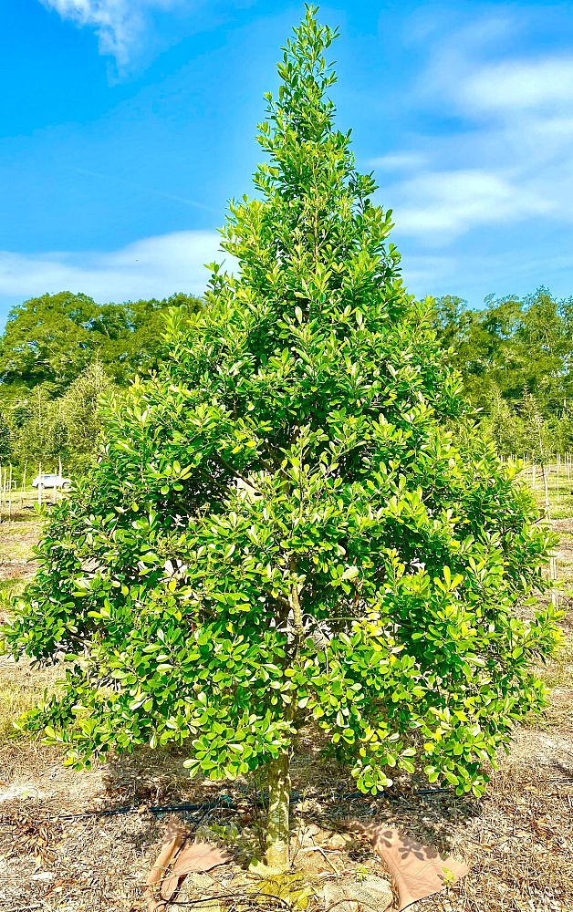 ilex-cassine-tensaw-dahoon-holly-cassine-holly