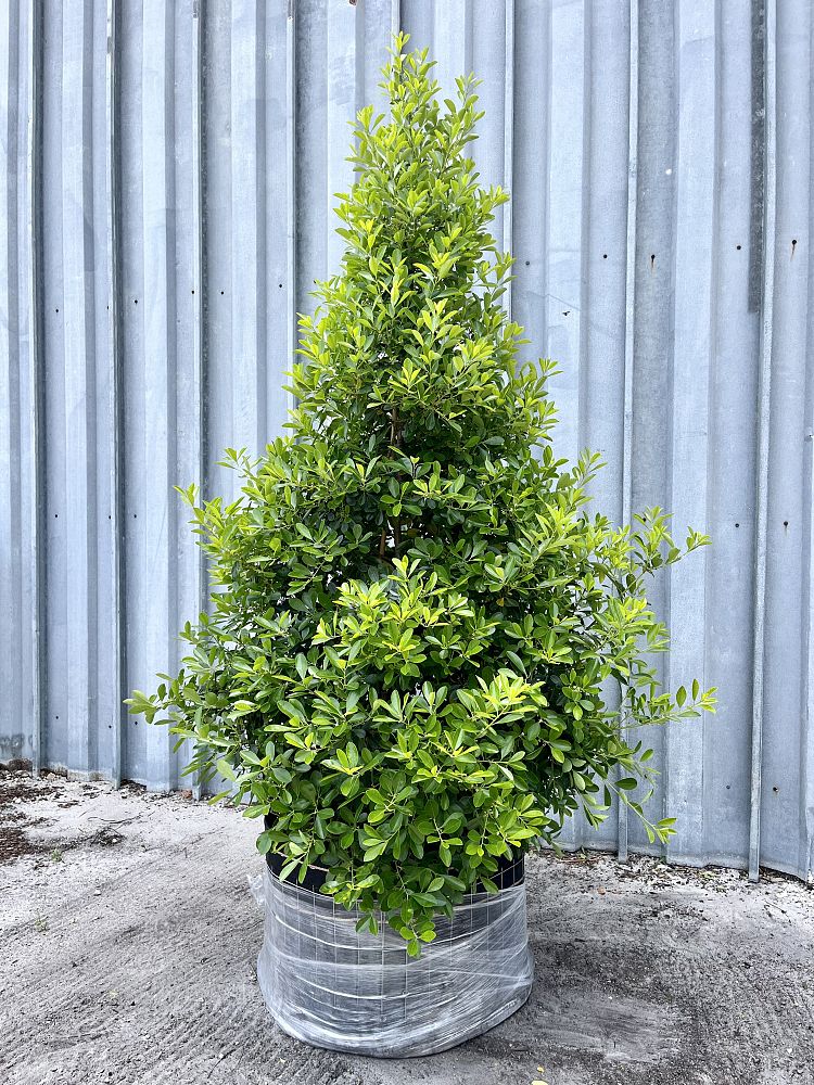 ilex-cassine-tensaw-dahoon-holly-cassine-holly
