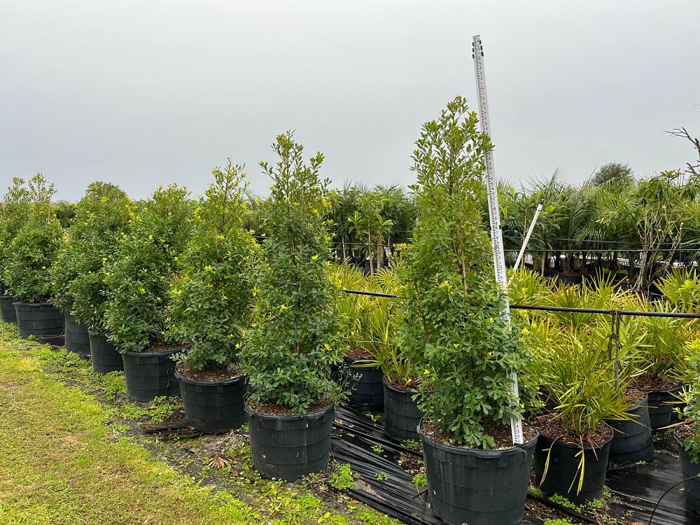 ilex-cassine-tensaw-dahoon-holly-cassine-holly
