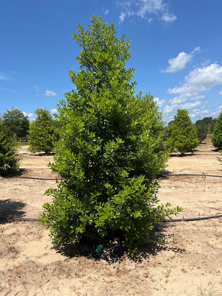 ilex-cassine-tensaw-dahoon-holly-cassine-holly