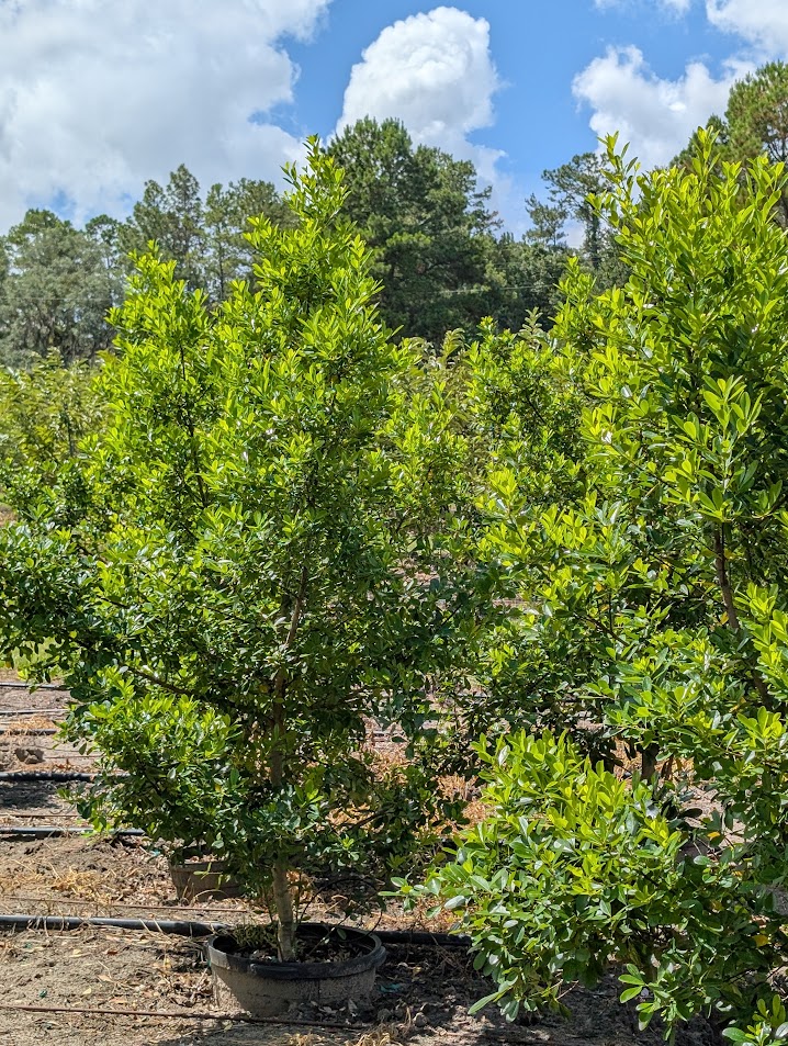 ilex-cassine-tensaw-dahoon-holly-cassine-holly