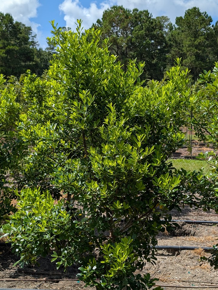ilex-cassine-tensaw-dahoon-holly-cassine-holly