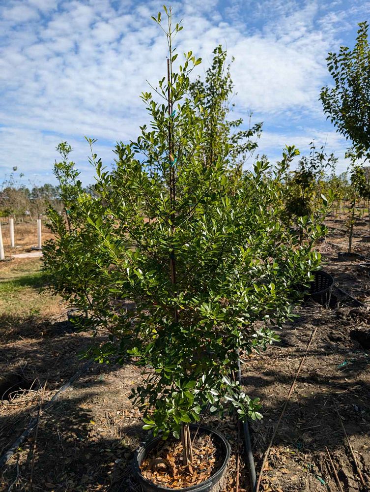 ilex-cassine-tensaw-dahoon-holly-cassine-holly
