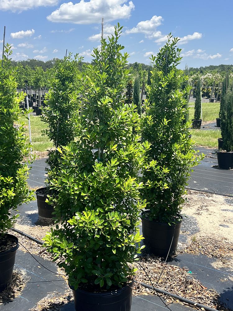 ilex-cassine-tensaw-dahoon-holly-cassine-holly