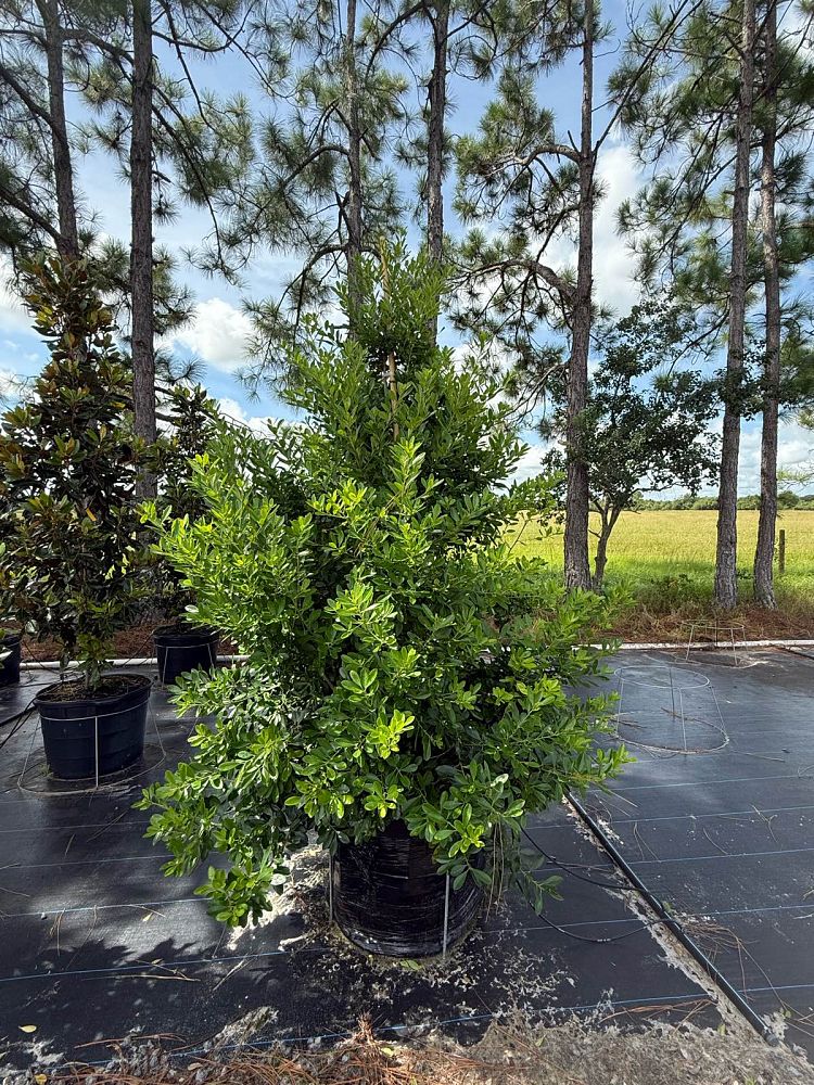 ilex-cassine-tensaw-dahoon-holly-cassine-holly