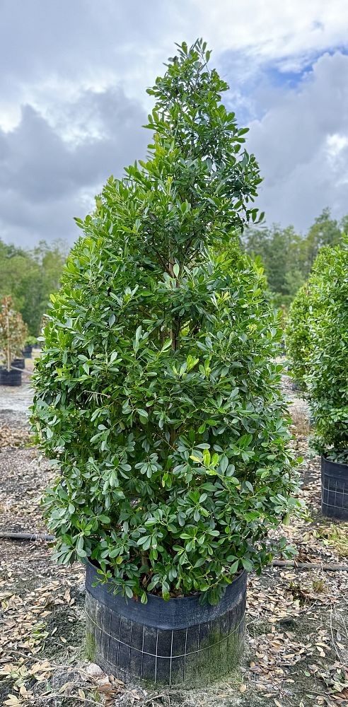 ilex-cassine-tensaw-dahoon-holly-cassine-holly