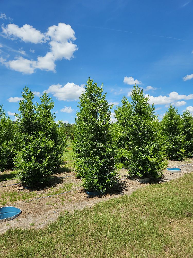 ilex-cassine-tensaw-dahoon-holly-cassine-holly