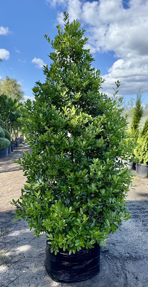 ilex-cassine-tensaw-dahoon-holly-cassine-holly