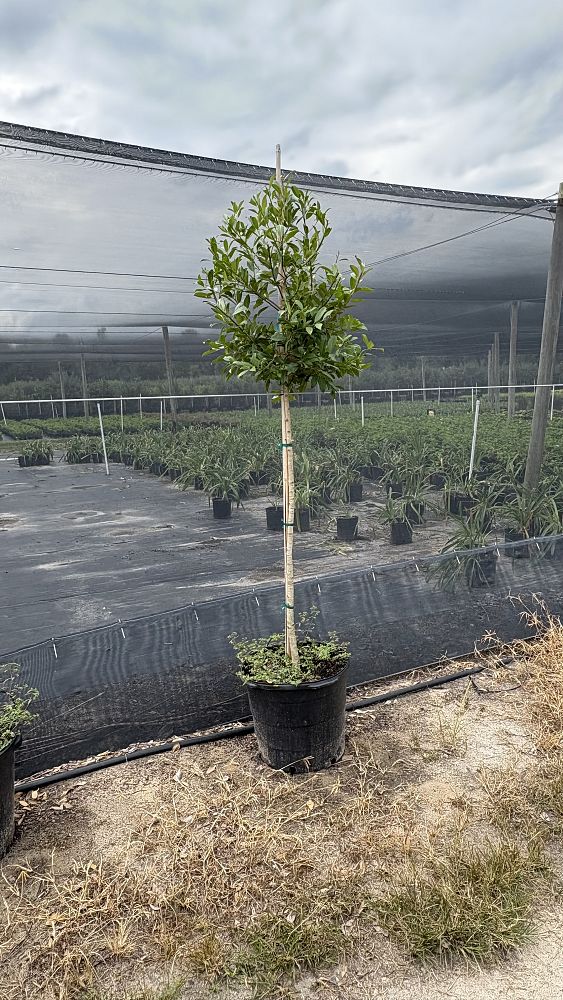 ilex-cassine-tensaw-dahoon-holly-cassine-holly