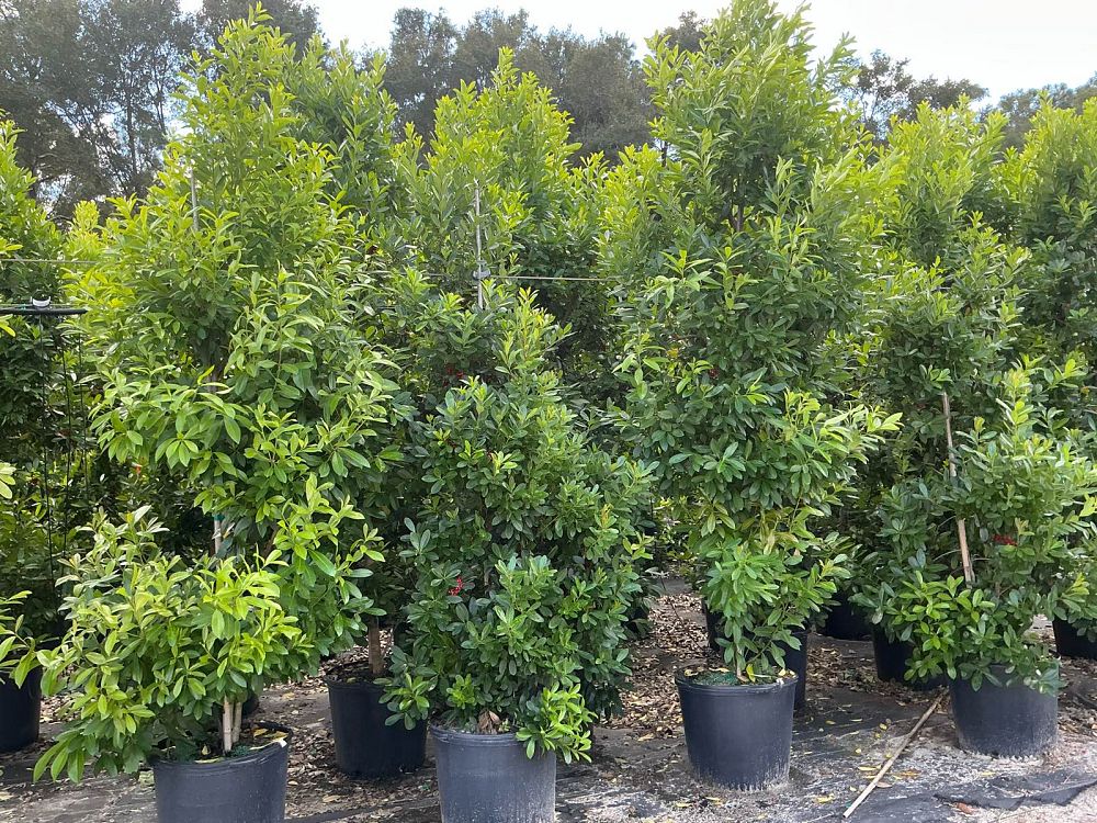 ilex-cassine-tensaw-dahoon-holly-cassine-holly