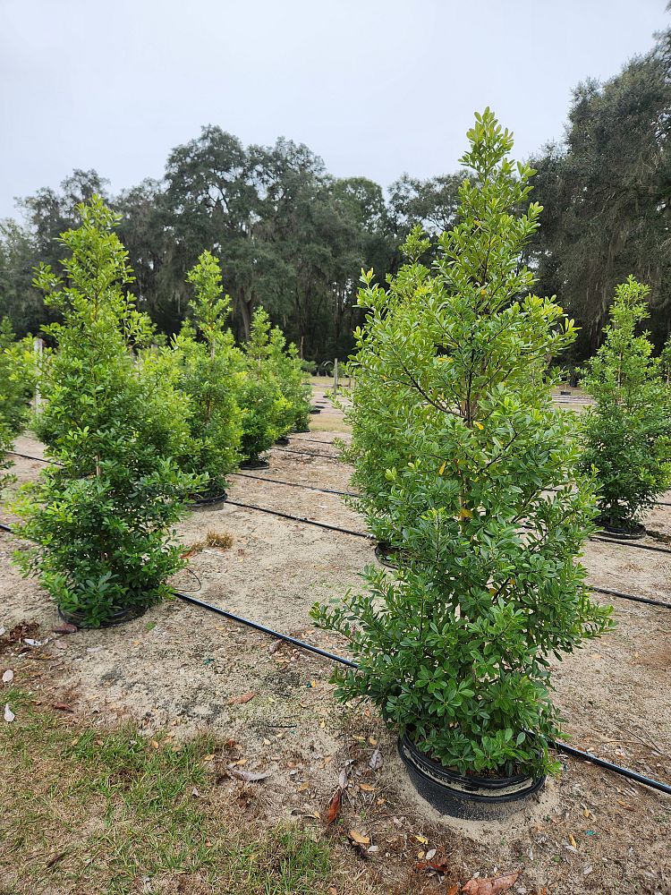 ilex-cassine-tensaw-dahoon-holly-cassine-holly