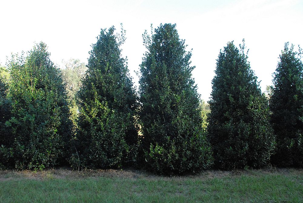 Boggy Creek Tree Farms...