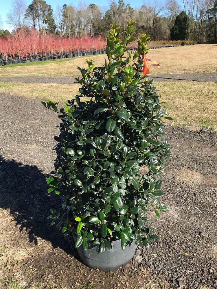 Brunson Wholesale Nursery