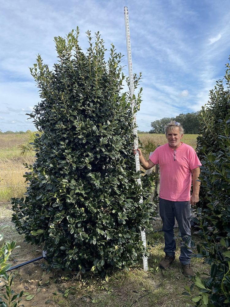 ilex-conin-topiary-pyramid-red-holly-robin