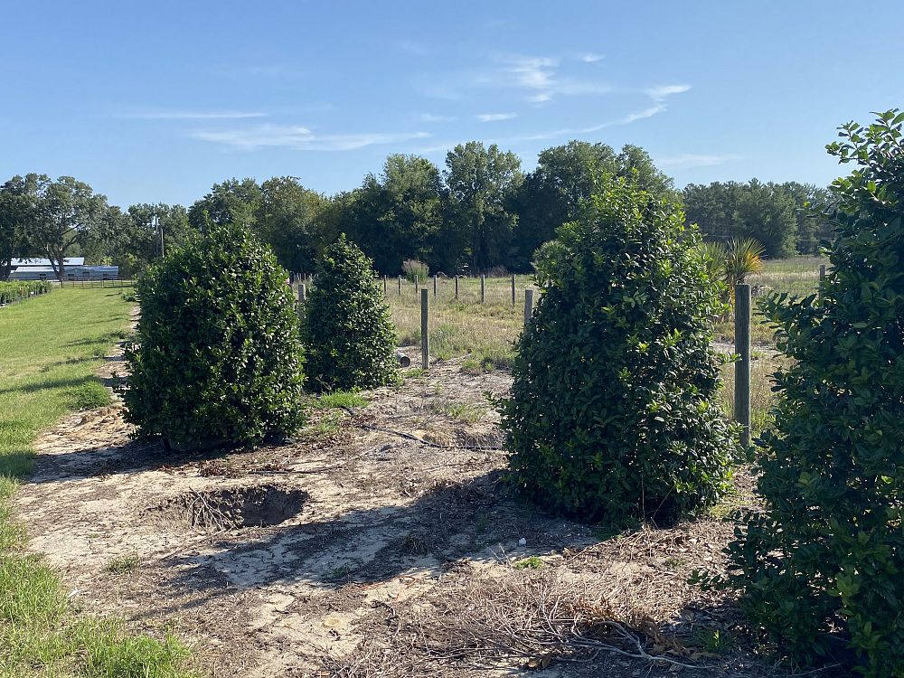 ilex-conin-topiary-pyramid-red-holly-robin
