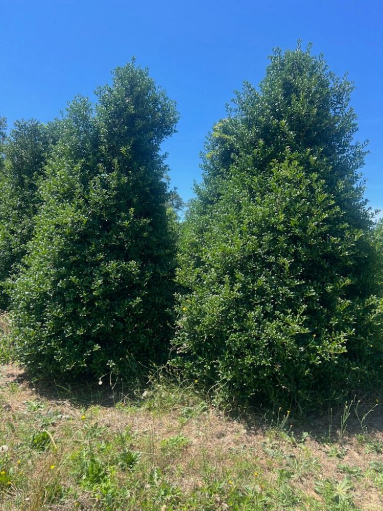 ilex-conin-topiary-pyramid-red-holly-robin