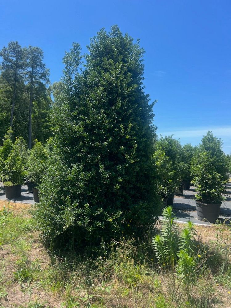 ilex-conin-topiary-pyramid-red-holly-robin