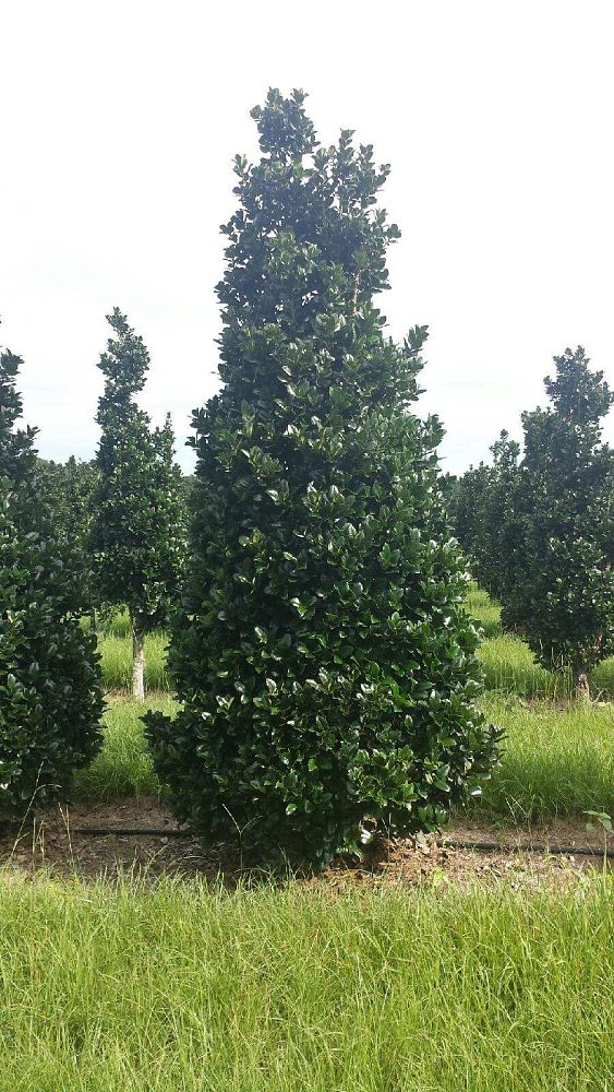 Boggy Creek Tree Farms