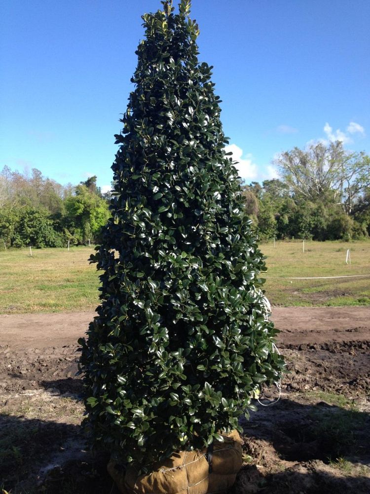 Boggy Creek Tree Farms