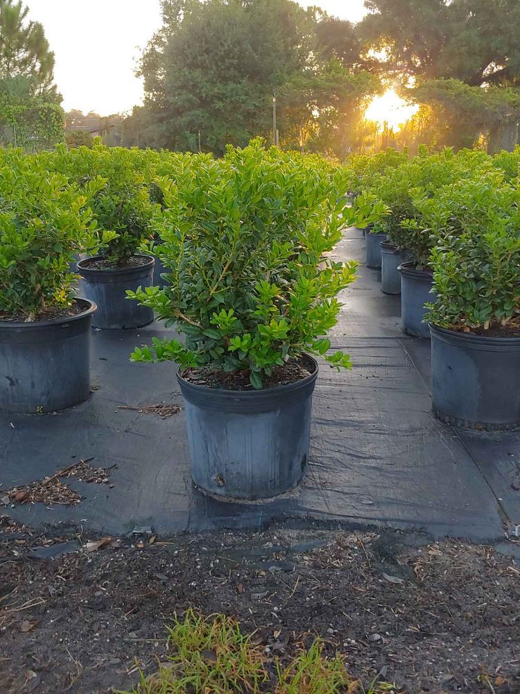 Tampa Nursery & Garden