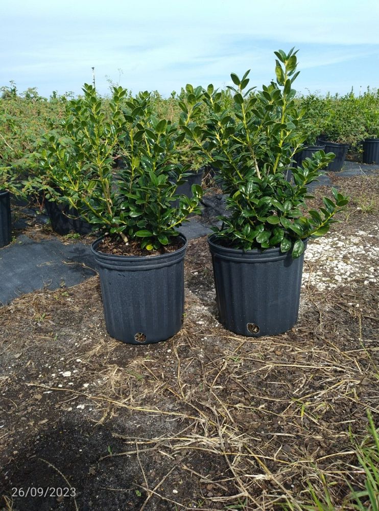 ilex-cornuta-burfordii-chinese-holly-horned-holly-burford-holly