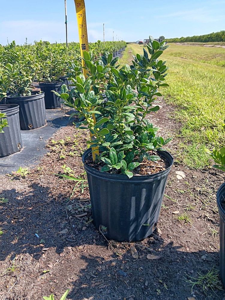 ilex-cornuta-burfordii-chinese-holly-horned-holly-burford-holly