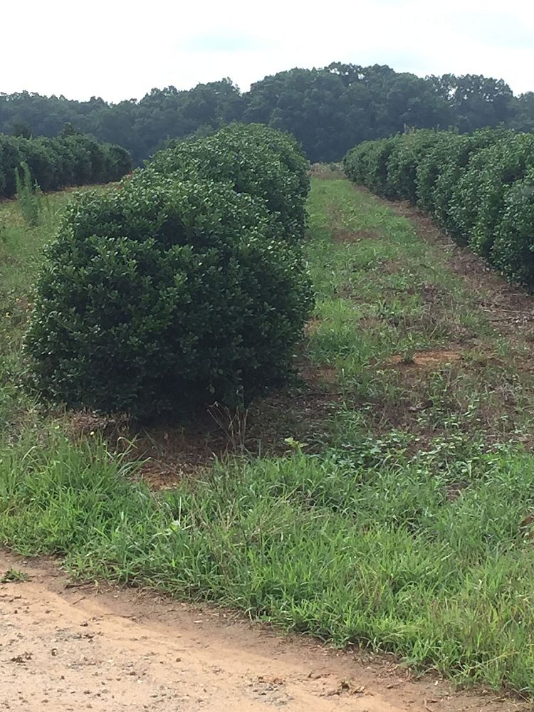 ilex-cornuta-burfordii-chinese-holly-horned-holly-burford-holly