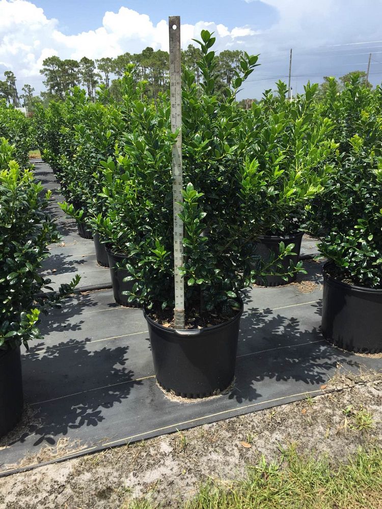 ilex-cornuta-burfordii-chinese-holly-horned-holly-burford-holly