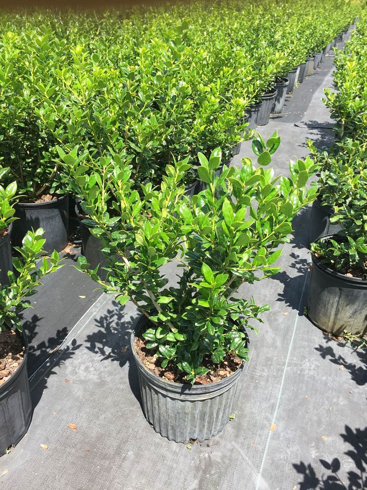 ilex-cornuta-burfordii-chinese-holly-horned-holly-burford-holly