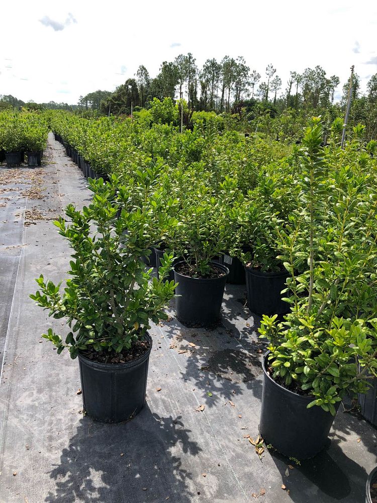 ilex-cornuta-burfordii-chinese-holly-horned-holly-burford-holly