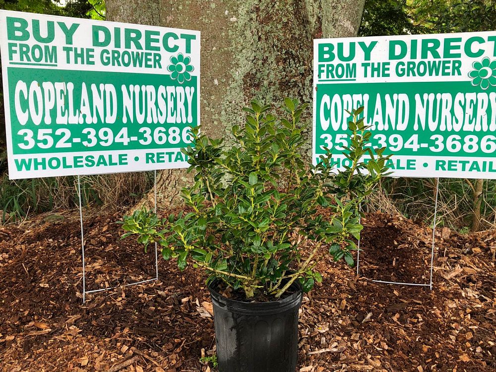 ilex-cornuta-burfordii-chinese-holly-horned-holly-burford-holly