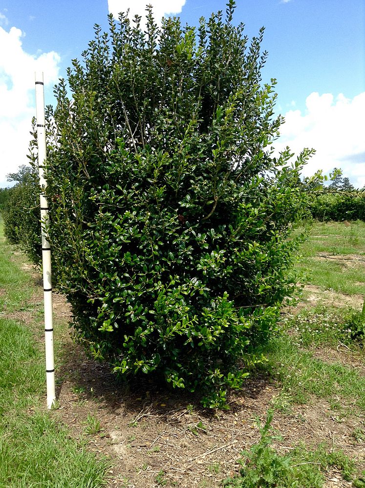 ilex-cornuta-burfordii-chinese-holly-horned-holly-burford-holly