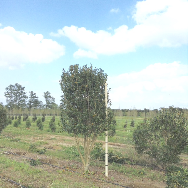 ilex-cornuta-burfordii-chinese-holly-horned-holly-burford-holly