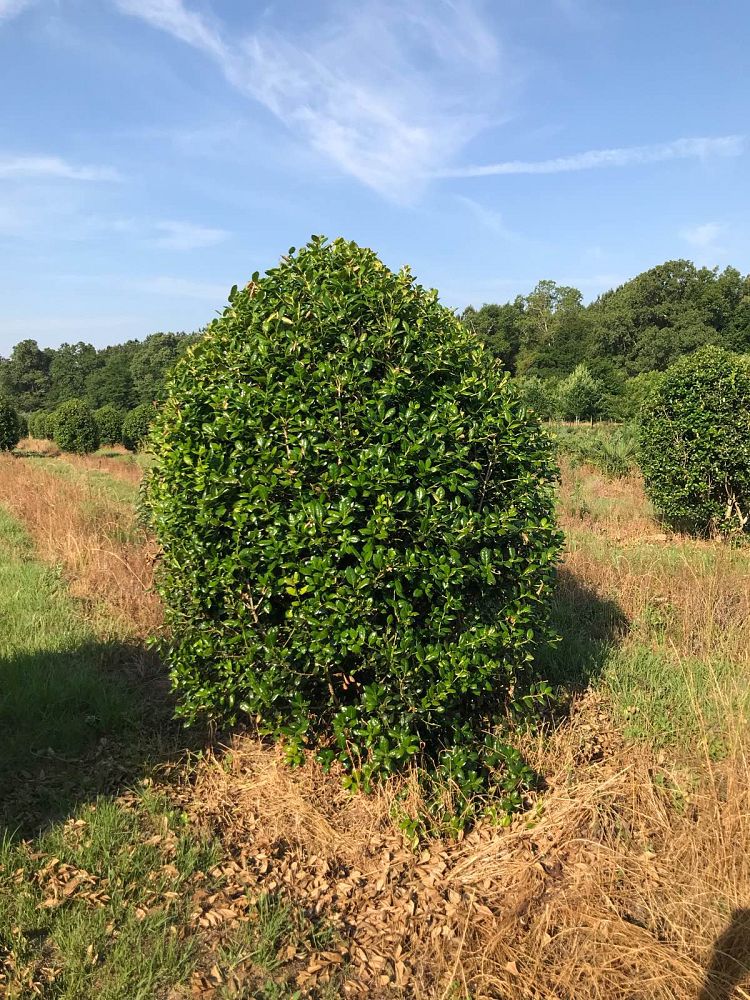 ilex-cornuta-burfordii-chinese-holly-horned-holly-burford-holly