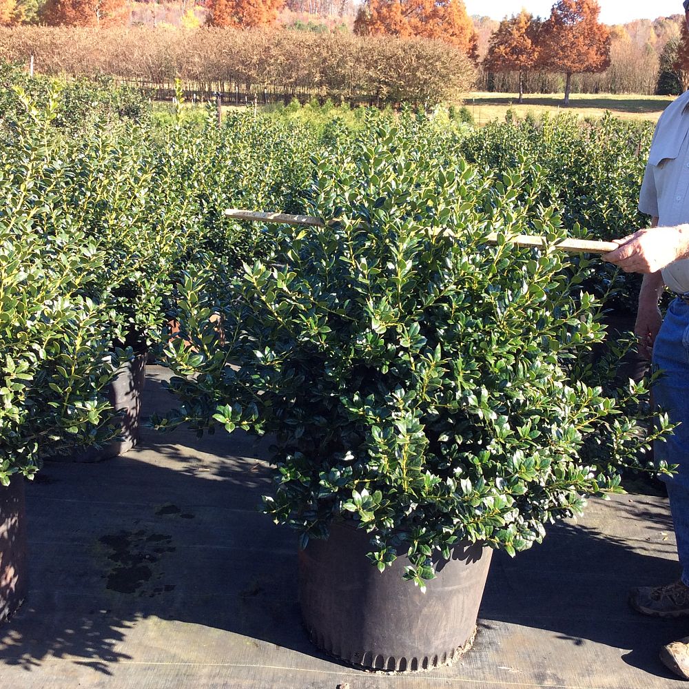ilex-cornuta-burfordii-chinese-holly-horned-holly-burford-holly