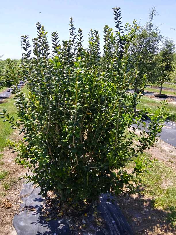 ilex-cornuta-burfordii-chinese-holly-horned-holly-burford-holly